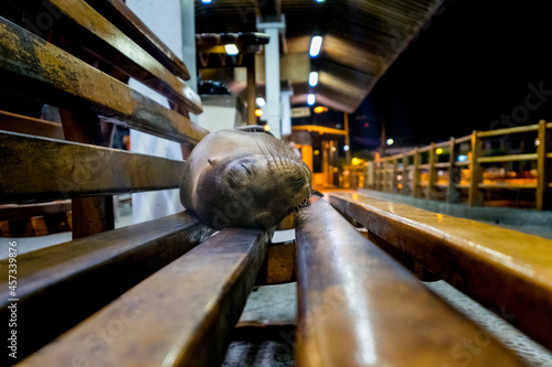A little sea lion is sleeping on a bench in the middle of Puerto