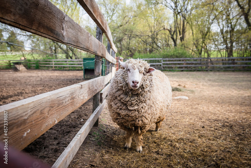 Fotografie Wooly sheep standing by fence in farm yard.