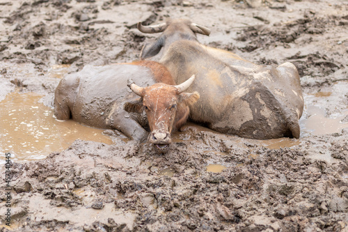 The buffalo lays in the mud by the river in the afternoon. Soak in the mud comfortably. Buffalo in Thailand Mud mask to prevent bloodsucking insects. Wild animals. Leave space for text.
