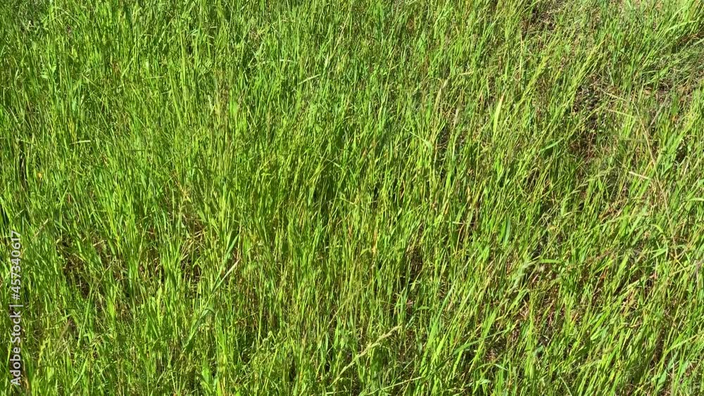 Close brome grass weeds blowing in the wind Close brome grass weeds blowing in the wind