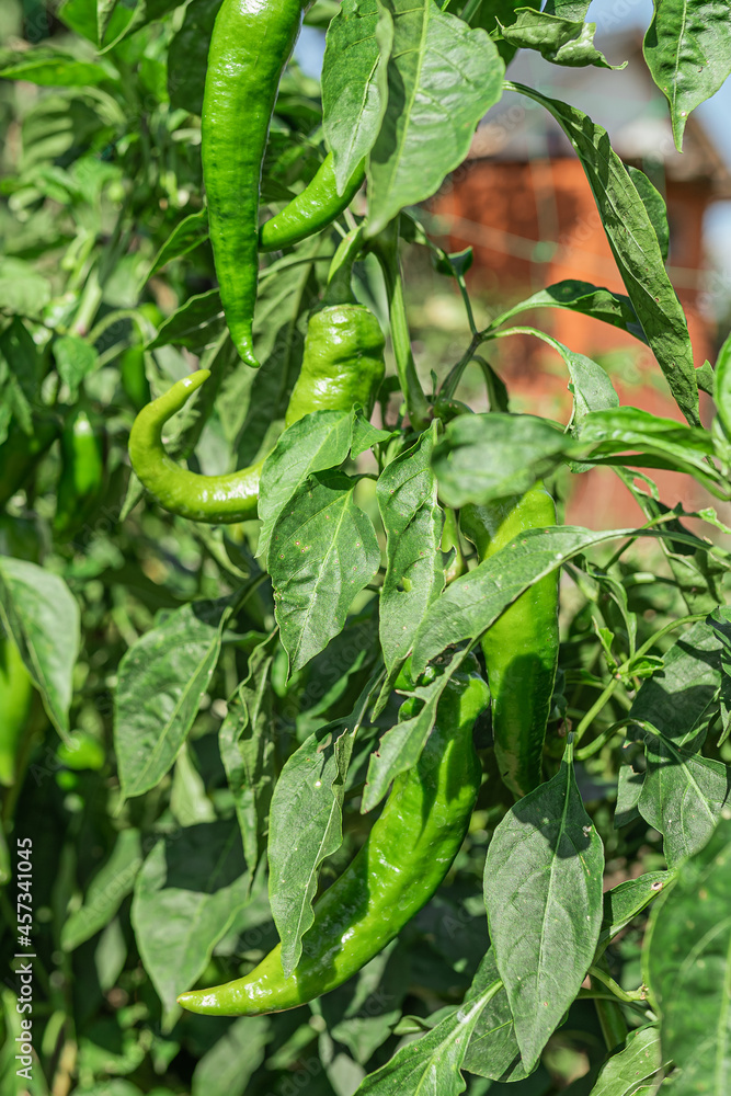 vegetables in garden vegetables in garden