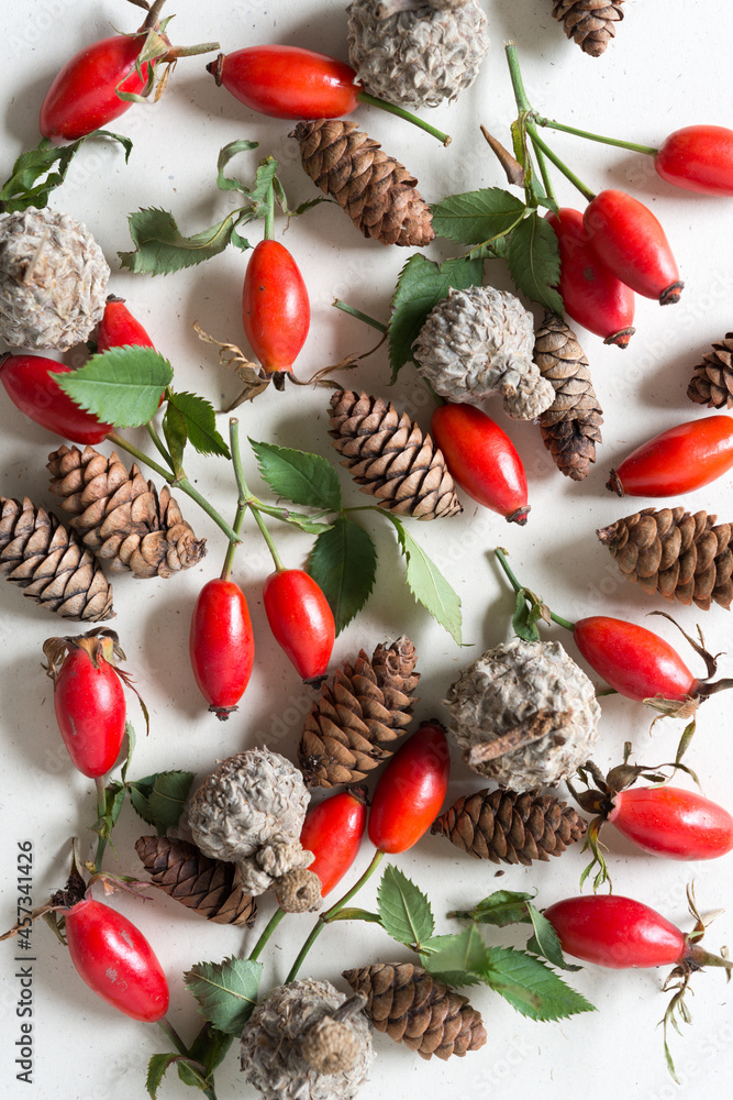 wild rose hips arranged with pinecones and bur oak acorns in a decorative manner on a white background