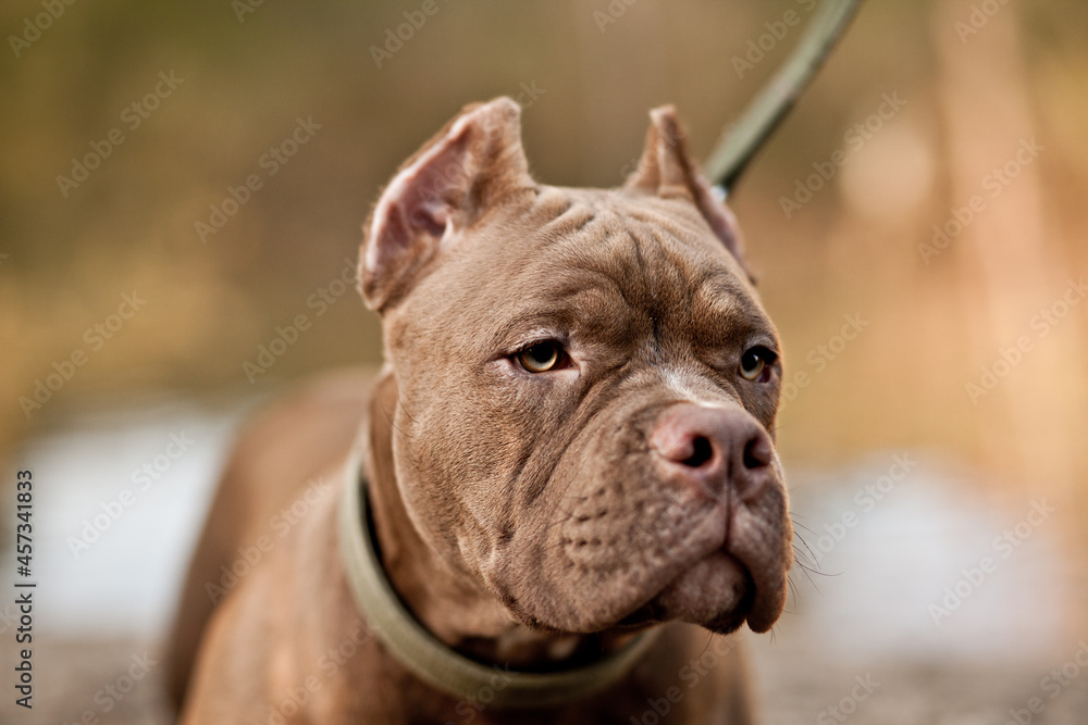 American Bully pet dog on location in nature American Bully pet dog on location in nature