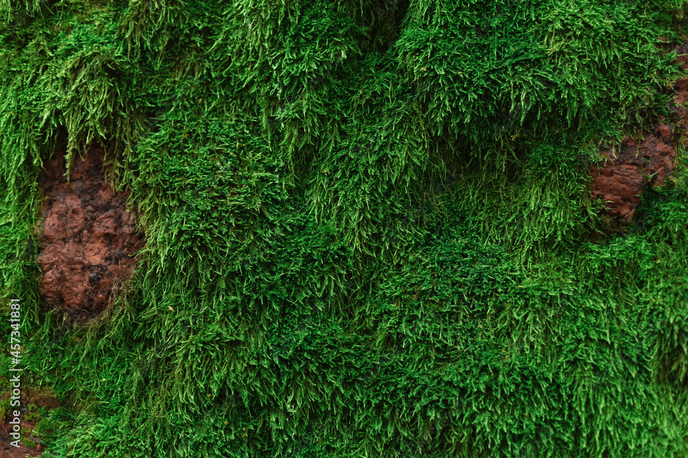Obraz premium Moss grows on stone rock in forest, northern forest evergreen, moss background and texture