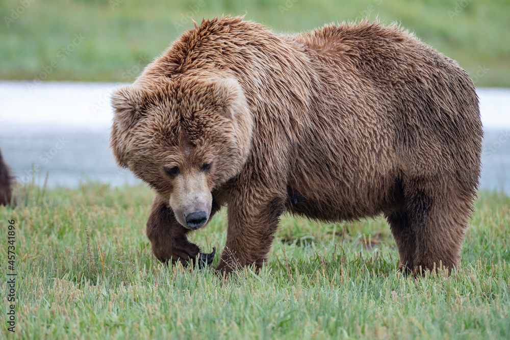 Female coastal brown bear (Ursus arctos) pictured in a meadow in the Katmai NP, Alaska Female coastal brown bear (Ursus arctos) pictured in a meadow in the Katmai NP, Alaska