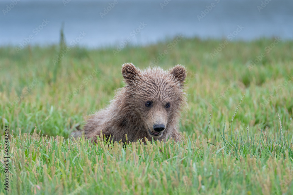 Fototapeta premium Coastal brown bear cub (Ursus arctos) in a meadow in the Katmai NP, Alaska