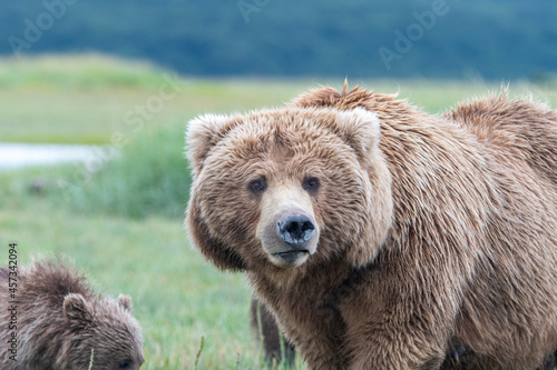 Female coastal brown bear (Ursus arctos) pictured in a meadow in the Katmai NP, Alaska
