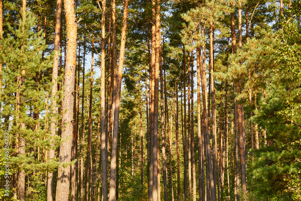 sunny summer autumn forest, forest, trees, sunlight sunny summer autumn forest, forest, trees, sunlight