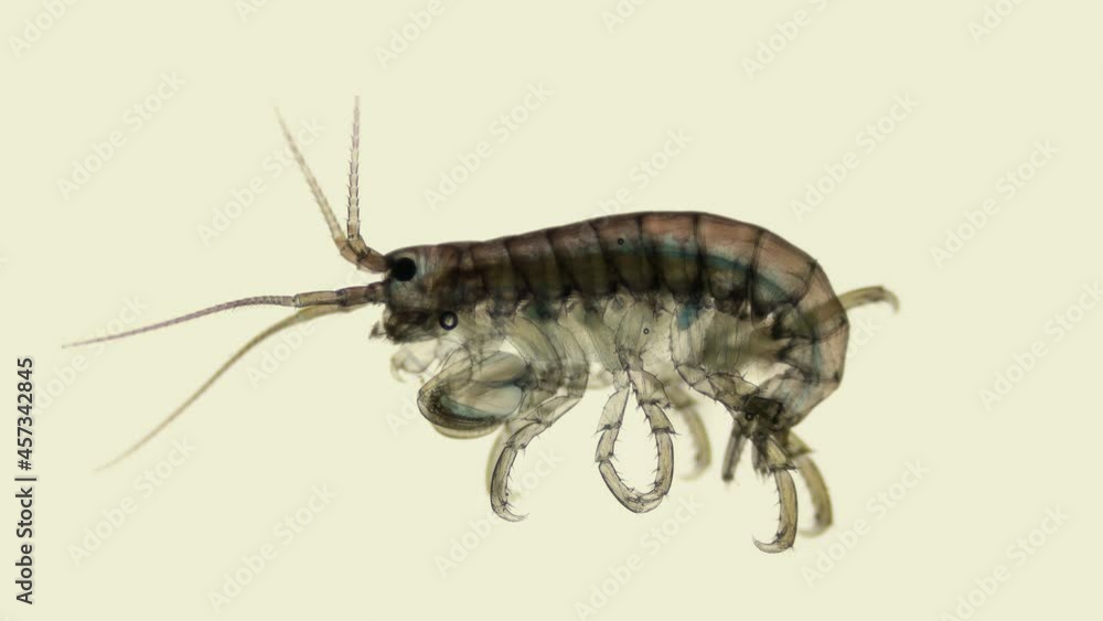 Crustacea Amphipoda under the microscope, Superorder Peracarida. Sample found in the Black Sea Crustacea Amphipoda under the microscope, Superorder Peracarida. Sample found in the Black Sea