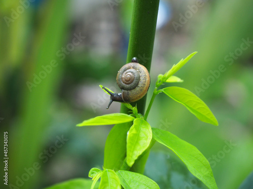 Little snail crawling on the green tree,Natural blurred background.