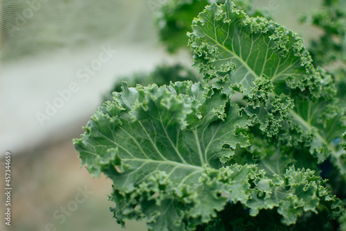 Close up of green curly kale plant in a vegetable garden, Green kale leaves background.