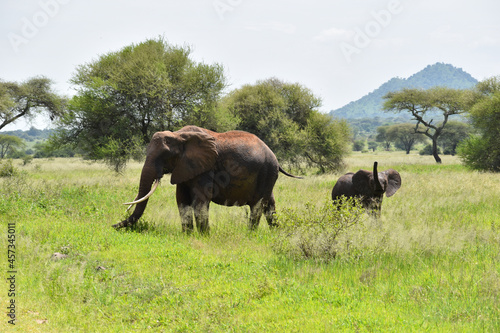 Fototapeta Naklejka Na Ścianę i Meble -  wild elephant in a national park in Africa. protection of wild elephants