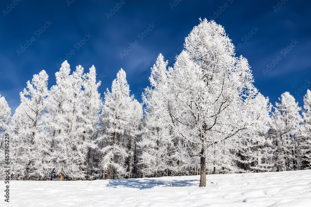 Winter taiga. Larches covered with frost on a sunny winter day Winter taiga. Larches covered with frost on a sunny winter day