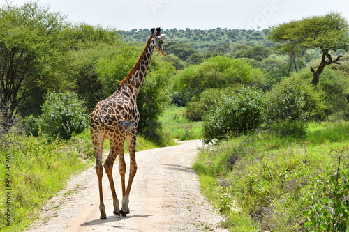 animals of wild africa. giraffe at the national park in tanzania.