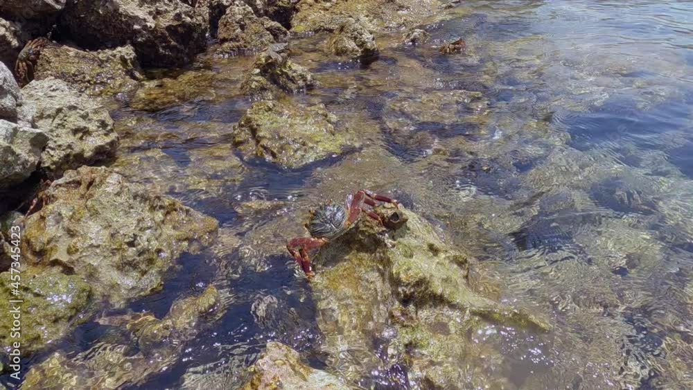 Close-up view of crabs on rocks and beautiful calm sea. Majestic natural view of crabs infraorder brachyura on rocky coast of Red Sea Close-up view of crabs on rocks and beautiful calm sea. Majestic natural view of crabs infraorder brachyura on rocky coast of Red Sea