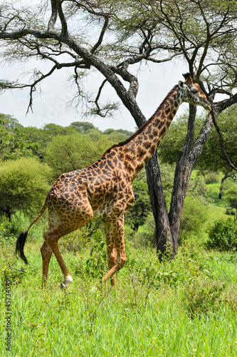 animals of wild africa. giraffe at the national park in tanzania.