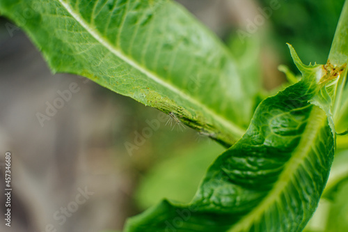 The moth caterpillar is capable of destroying cos lettuce or salad vegetable.