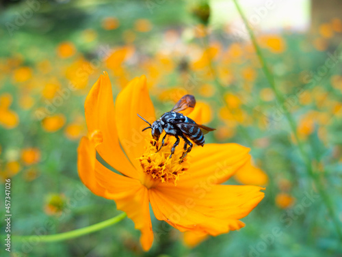 bee on a flower © gdoi0918