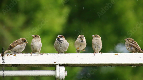 Six house sparrows (Passer domesticus) in a row