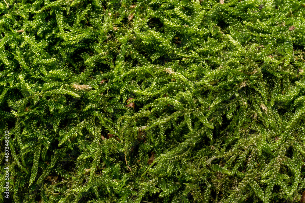 Fine green moss, Ctenidium species, growing in forest on tree, closeup macro detail Fine green moss, Ctenidium species, growing in forest on tree, closeup macro detail