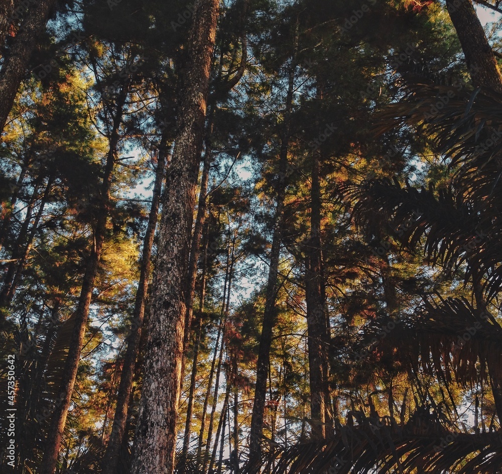 pine tree with blue Sky background - pohon pinus wisata hutan pinus