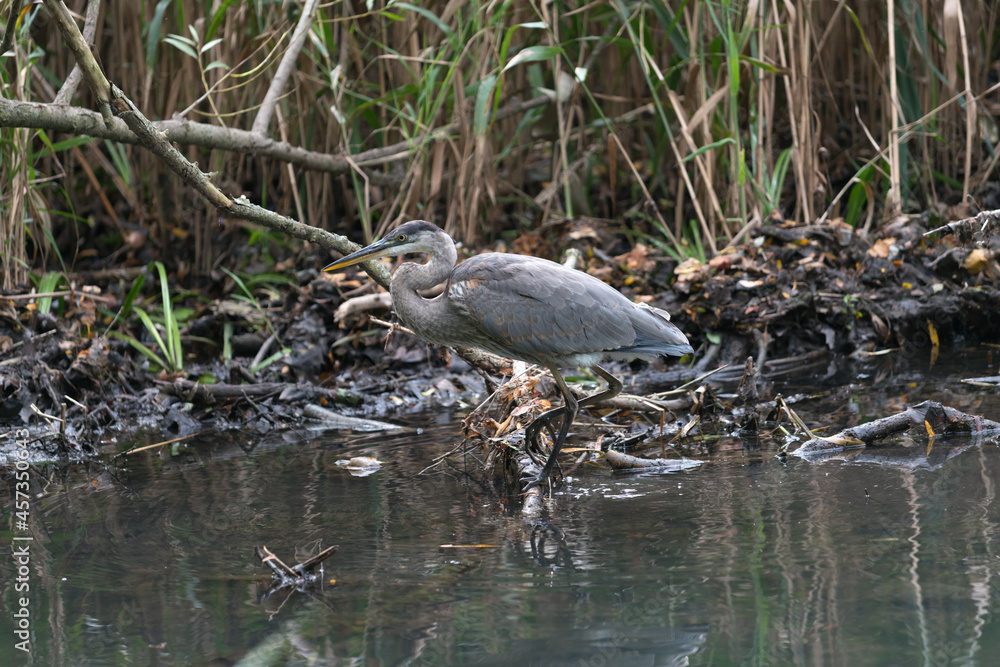great blue heron wanders by reeds great blue heron wanders by reeds
