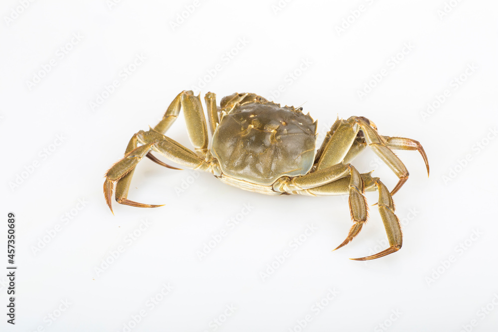 crab on white background