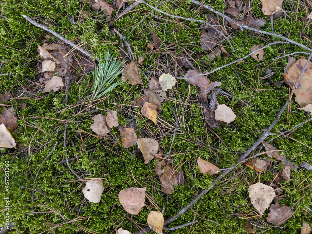 Forest. Autumn forest. Yellowed birch leaves. Moss. Forest. Autumn forest. Yellowed birch leaves. Moss.