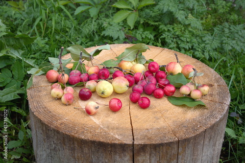 Ripe apples ranet on a stump in the garden photo