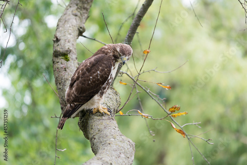 red-tailed hawk (Buteo jamaicensis) perched on a crabtree branch as it scans for possible prey photo