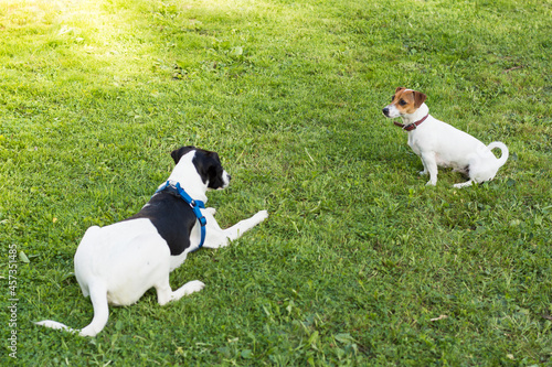 A dog of the Jack Russell Terrier breed is walking on the green grass with a dog of a different breed.