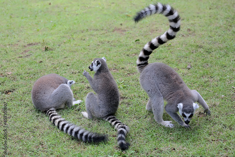 Fototapeta premium Three ring-tailed lemurs playing together. This primate with a natural habitat in Madagascar has the scientific name Lemur catta. 