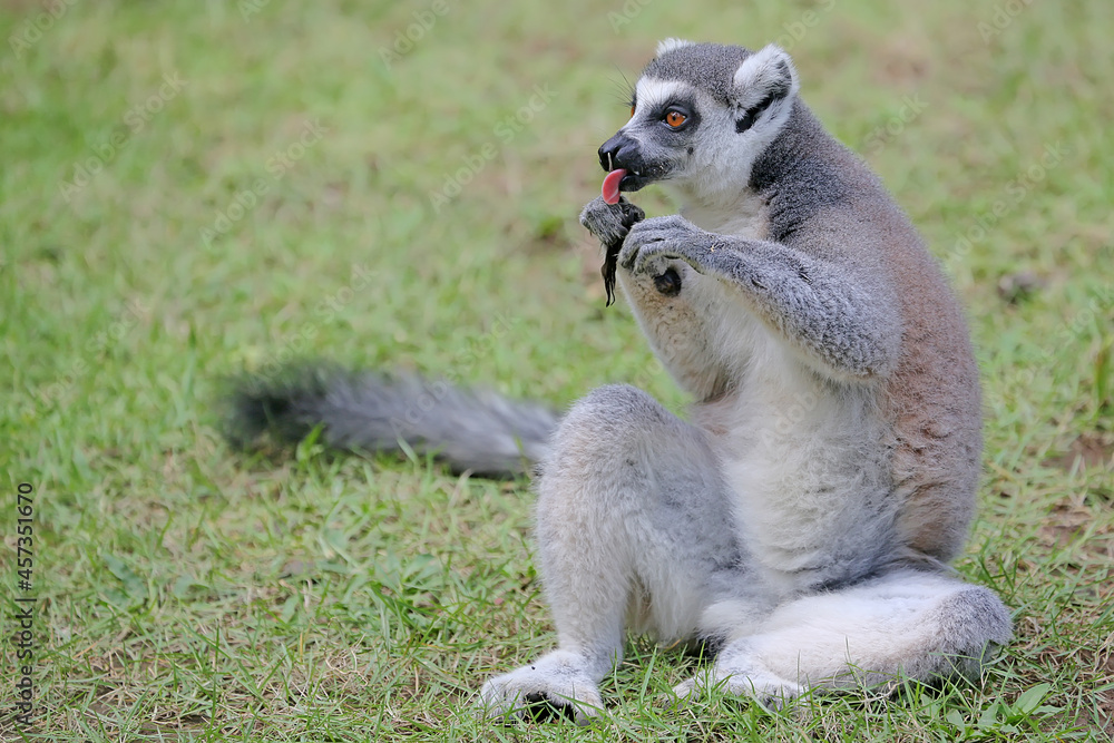 Fototapeta premium A ring-tailed lemur is eating its favorite fruit. This primate with a natural habitat in Madagascar has the scientific name Lemur catta. 