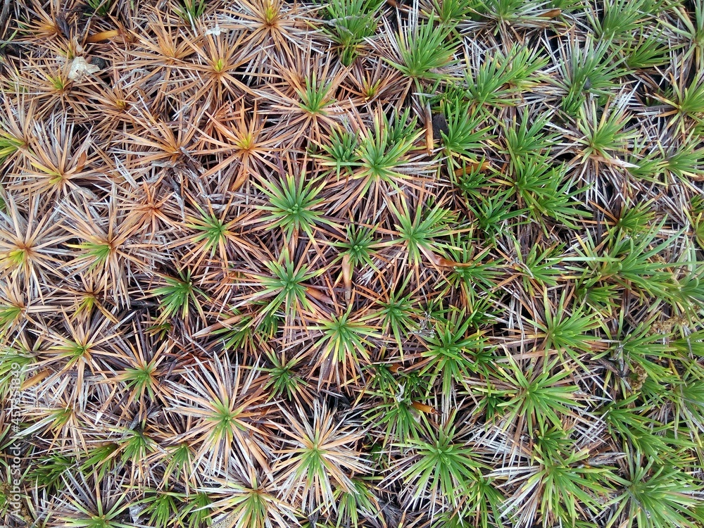 Prickly thrift Prickly thrift