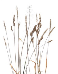 Dry, yellow grass with seeds isolated on white background and texture, clipping path