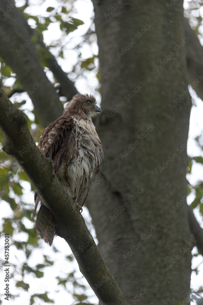 red-tailed hawk (Buteo jamaicensis) dries its feathers in a tree red-tailed hawk (Buteo jamaicensis) dries its feathers in a tree