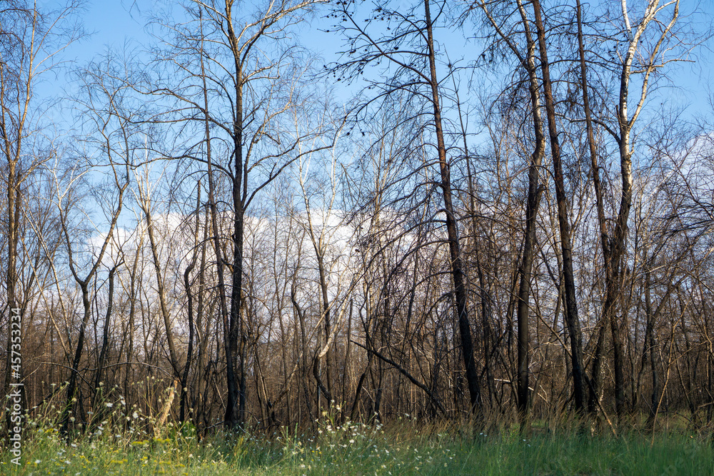 Dead pine forest one year after the great forest fire Dead pine forest one year after the great forest fire