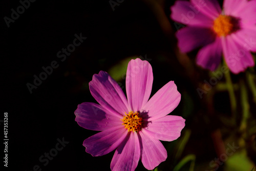 pink flower in the dark