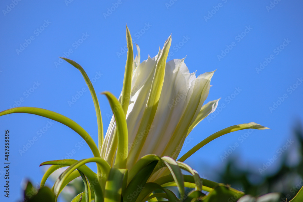 Obraz premium A beautiful night-blooming cereus early in the morning.