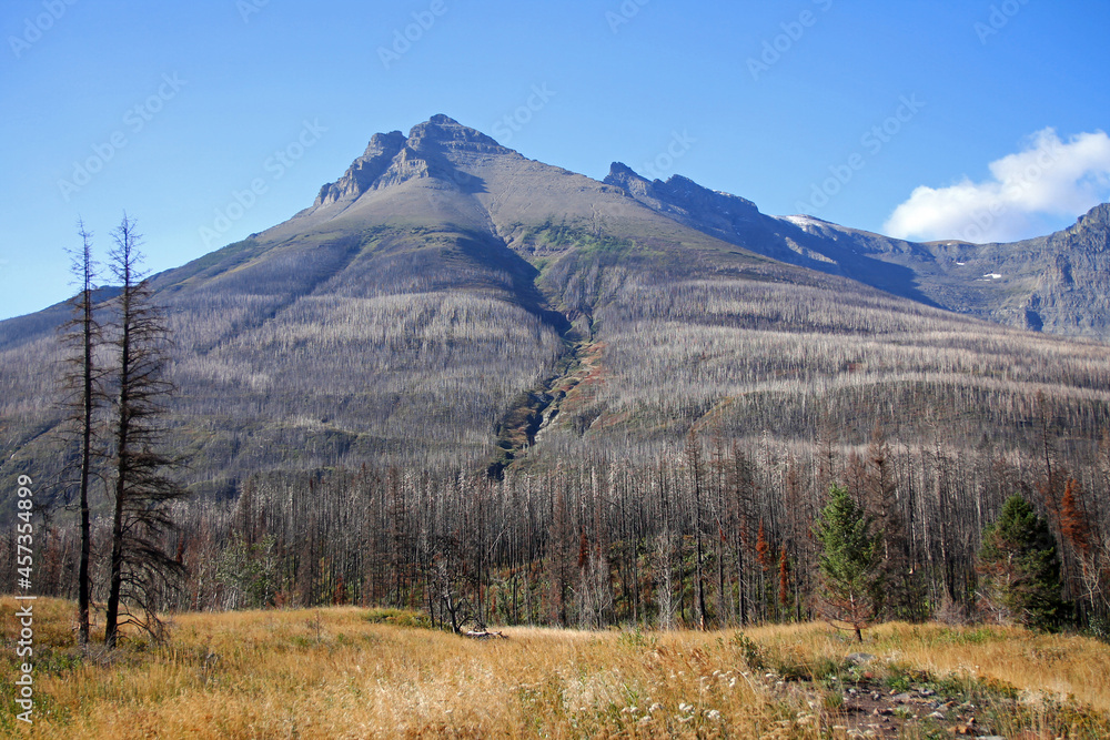 The lonely mountain with the burned trees after a big wilde fire in Waterton Lakes National Park
