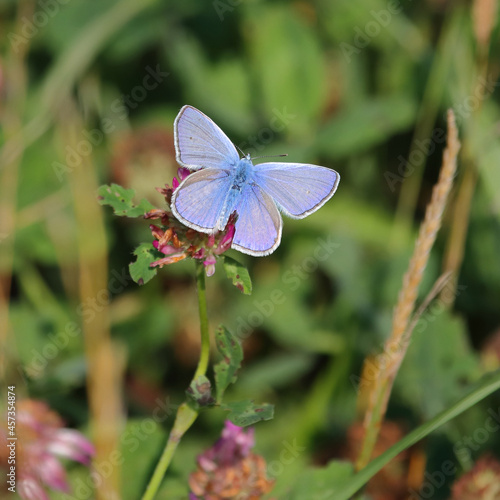 Schöner blauer Schmetterling Falter im Frühling auf einem Blatt