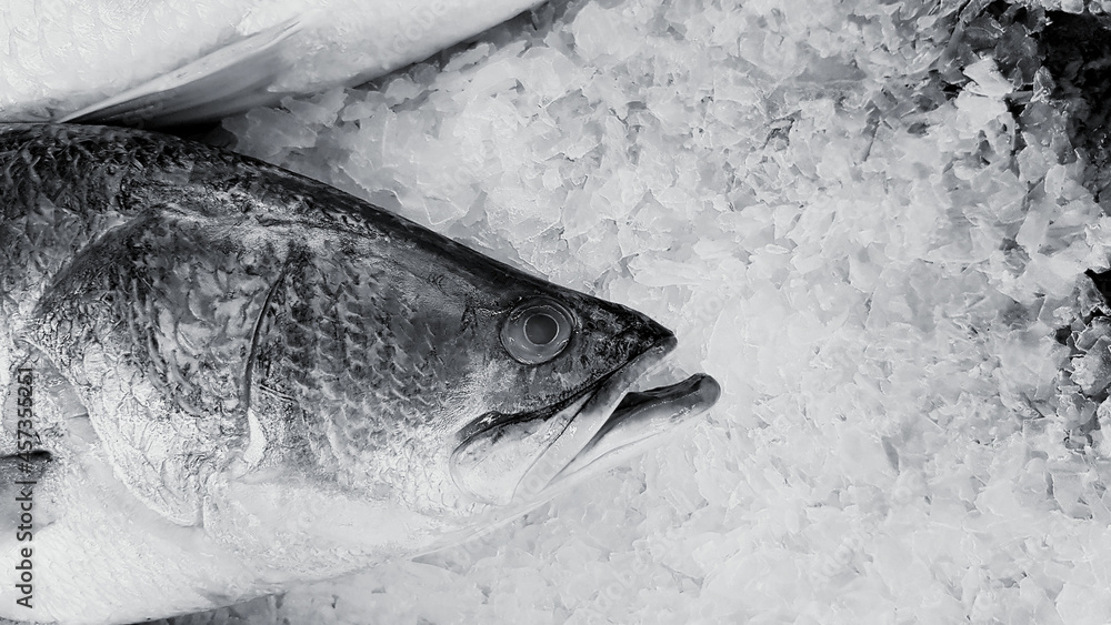 Fresh Asian seabass, giant seaperch, barramundi or silver seaperch fish ...