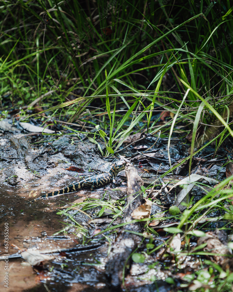 Baby Alligator in the Everglades Baby Alligator in the Everglades