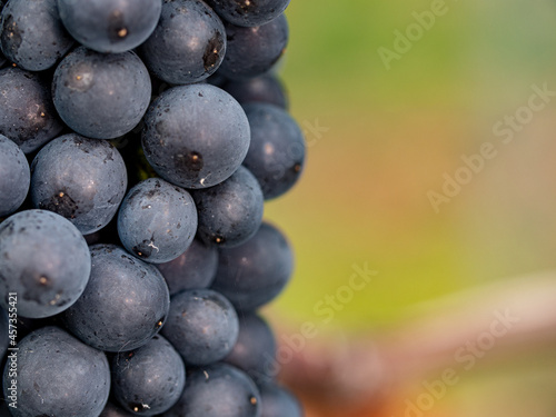 Rheingau, extreme close-up of blue grapes, background blurred. 