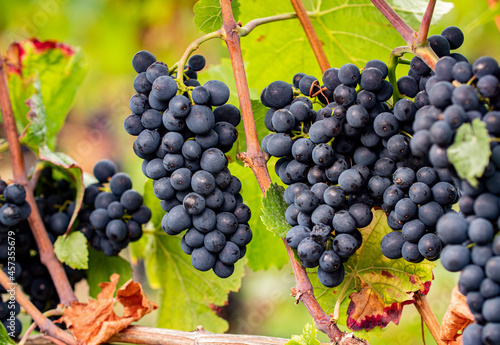 Some blue grapes hanging on the vine between leaves and branches at the Johannisberg Rheingau. photo