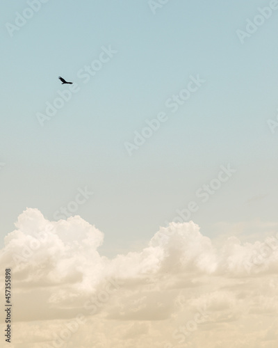 Bird in the Everglades