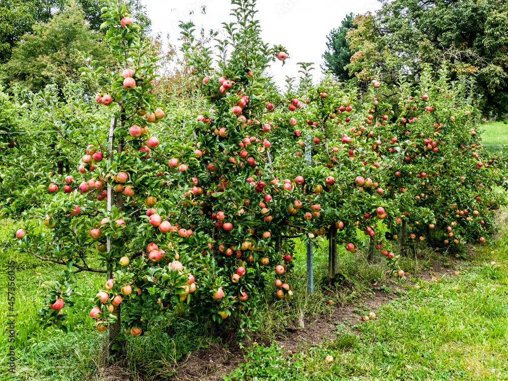 Reife Äpfel am Baum Reife Äpfel am Baum