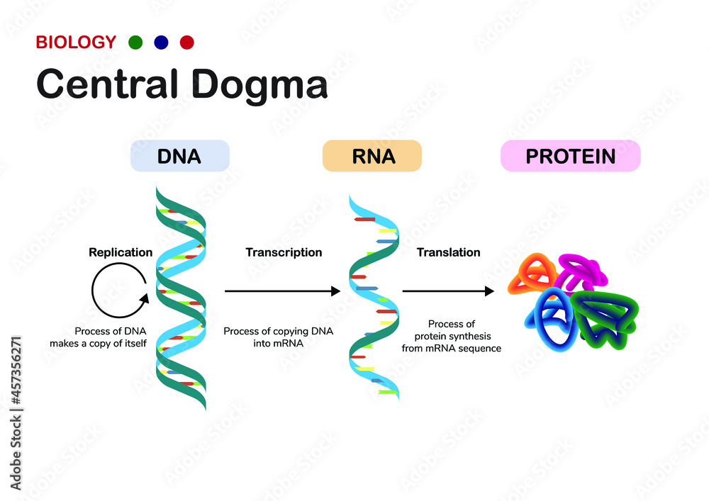 Biology diagram show concept of Central Dogma for RNA transcription and protein translation in cell - obrazy, fototapety, plakaty 