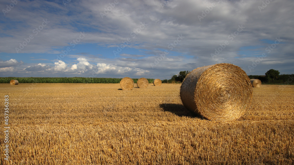 Viele Strohballen Rundballen liegen auf einem abgemähten Weizenfeld