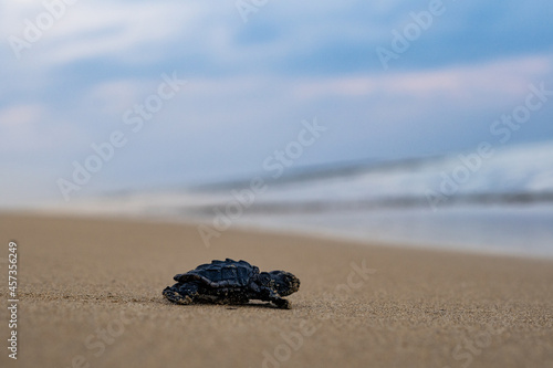 Baby loggerhead turtle at Mounda Beach (Kefalonia Island, Greece)